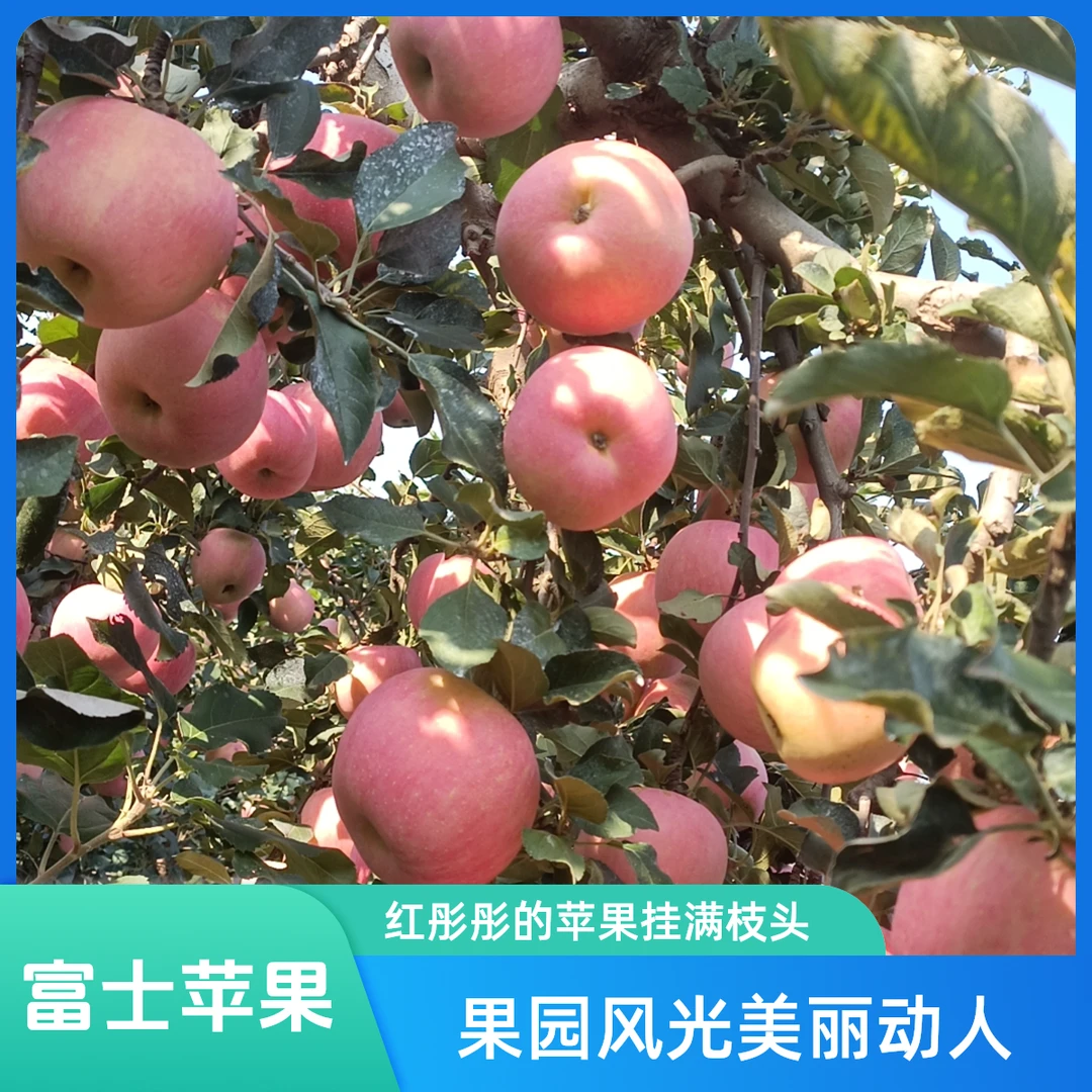正宗平谷山坡红富士苹果新鲜水果脆甜多汁坏果包赔顺丰包邮甜度13