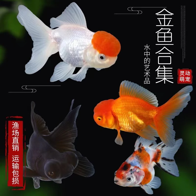 [诗祥]红色号码牌观赏鱼冷水鱼兰寿泰狮蝶尾元宝百褶鎏金