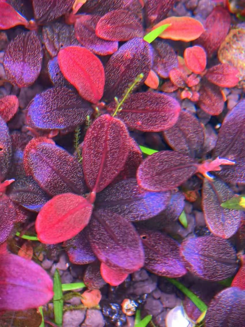 葫芦娃福利一颗辣椒榕