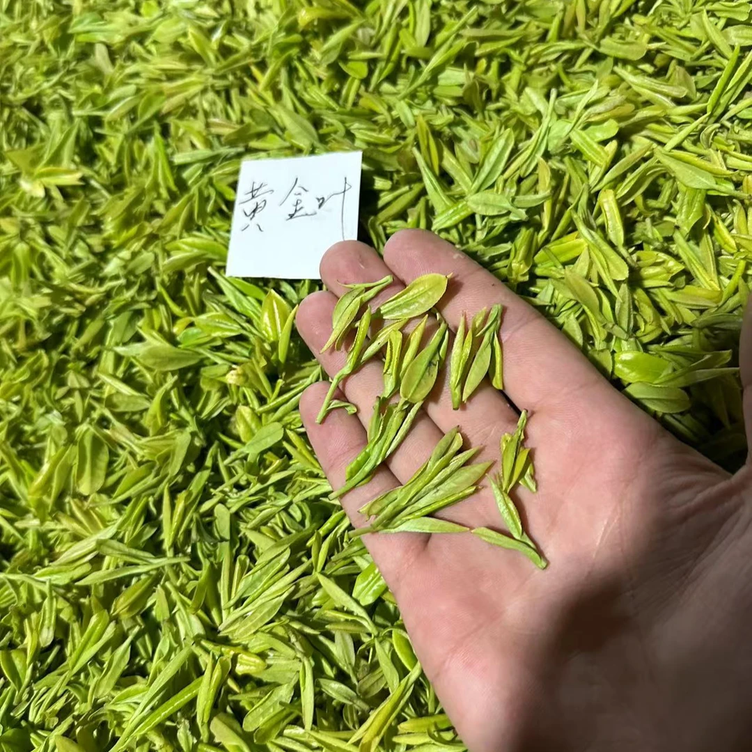 【霞姐】(H-28)安吉昆铜黄金芽 2024 新茶味浓耐泡