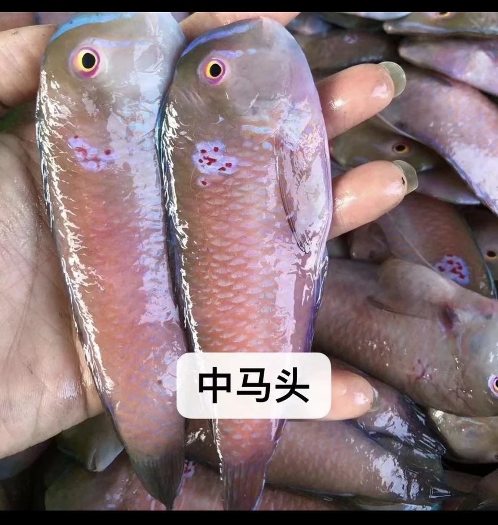 潮汕神泉港 红心中马头 发5包