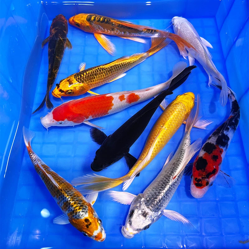 【13-16cm锦鲤6条】锦鲤活鱼观赏鱼活体小型冷水淡水好养耐活包邮