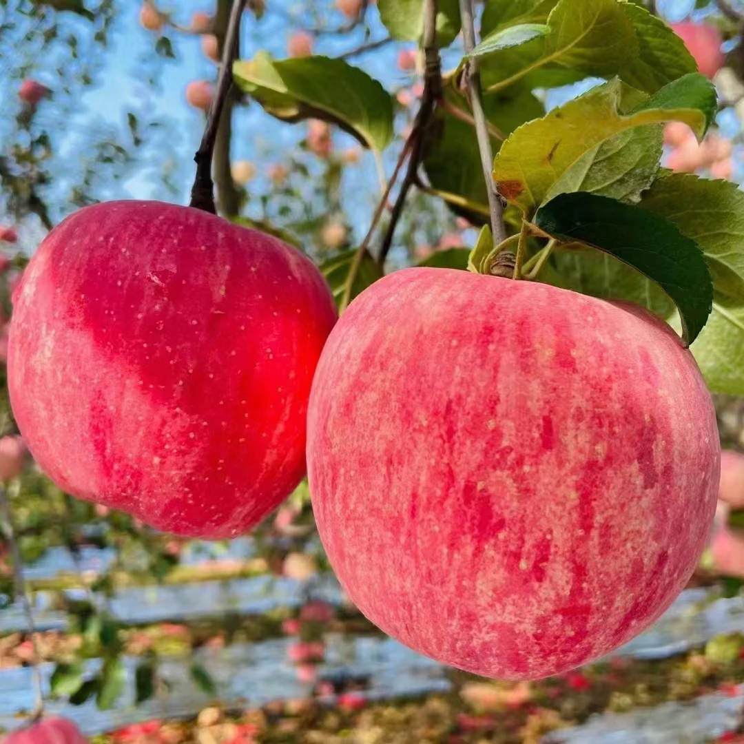 正宗洛川红富士苹果脆甜多汁产地直发【源川果园】2024年新果
