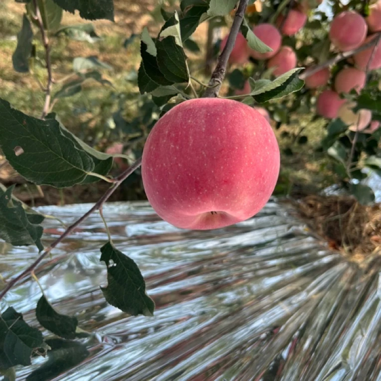 2025正宗洛川早熟红富士苹果现摘现发产地直发脆甜多汁