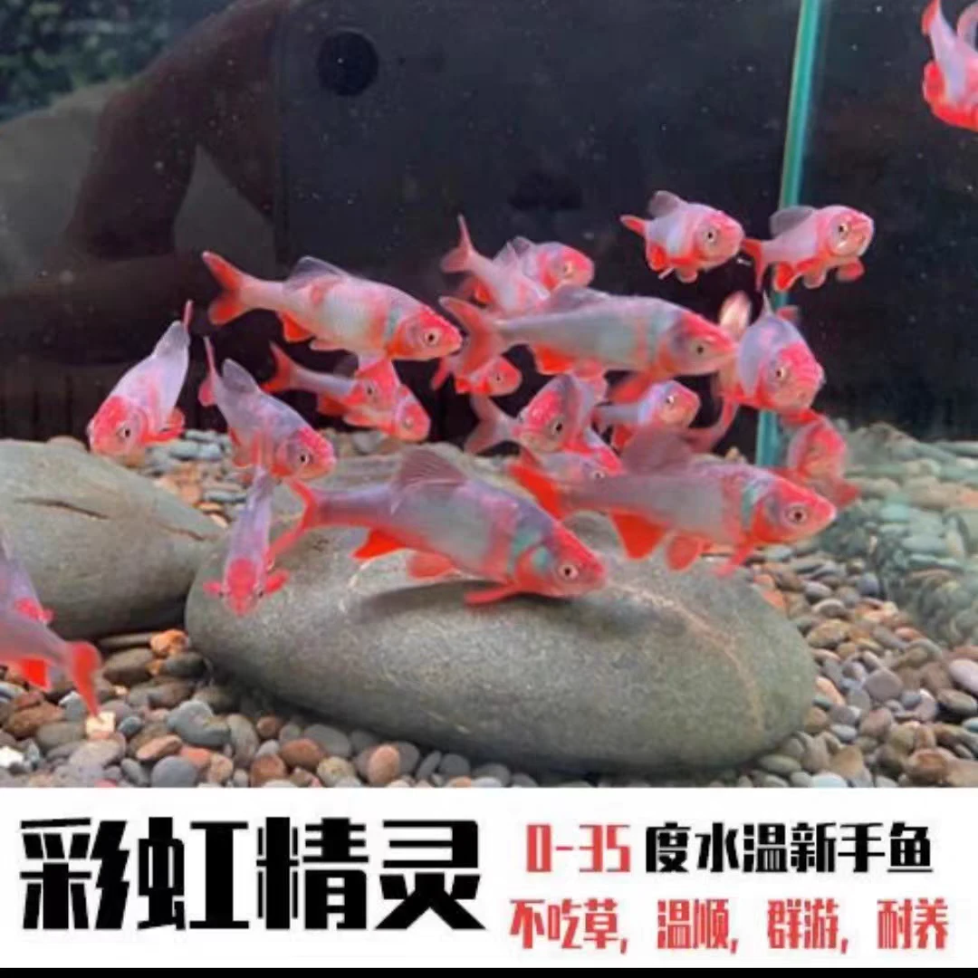 彩虹精灵鱼 卢伦真 原生鱼 冷水鱼 耐寒无需加热淡水鱼观赏鱼