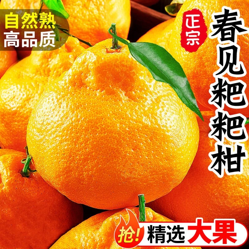 【产地直发】四川正宗春见耙耙柑 新鲜大果丑橘子爆浆应季孕妇水5斤