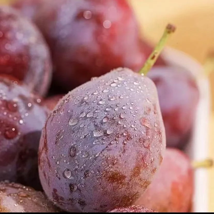 【双福翠宝宝】智利进口 新鲜西梅  2斤/5斤装 纯甜 川渝包邮