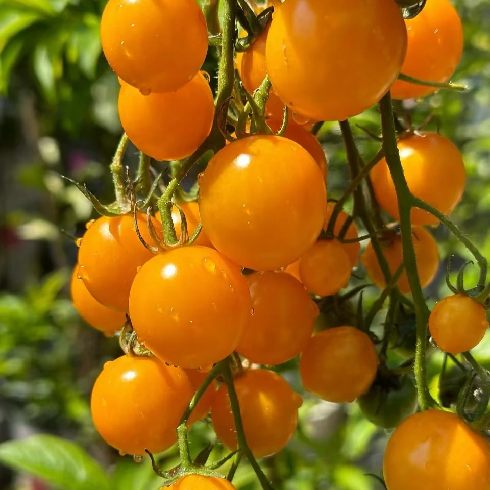 【双福翠宝宝】番夫子 黄千禧  脆甜爆汁  番茄味浓郁 只发川渝