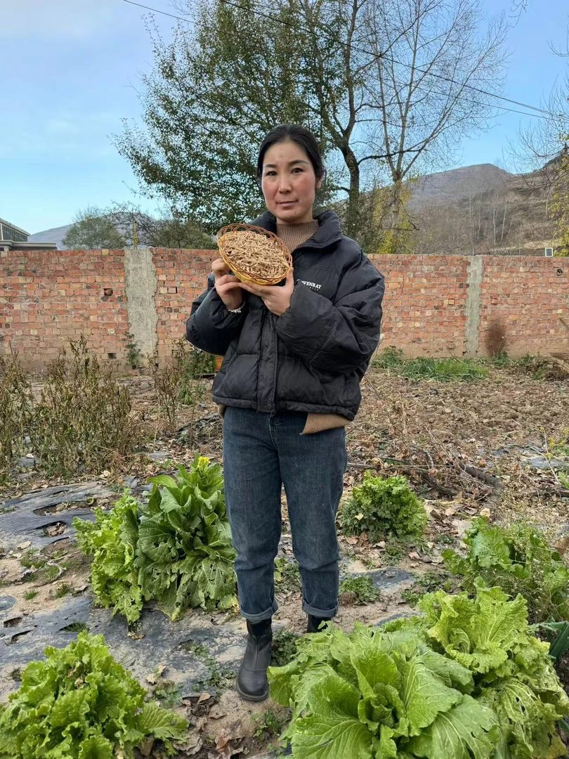 【老麦冬】正宗四川老麦冬品质精选搭配黄芪