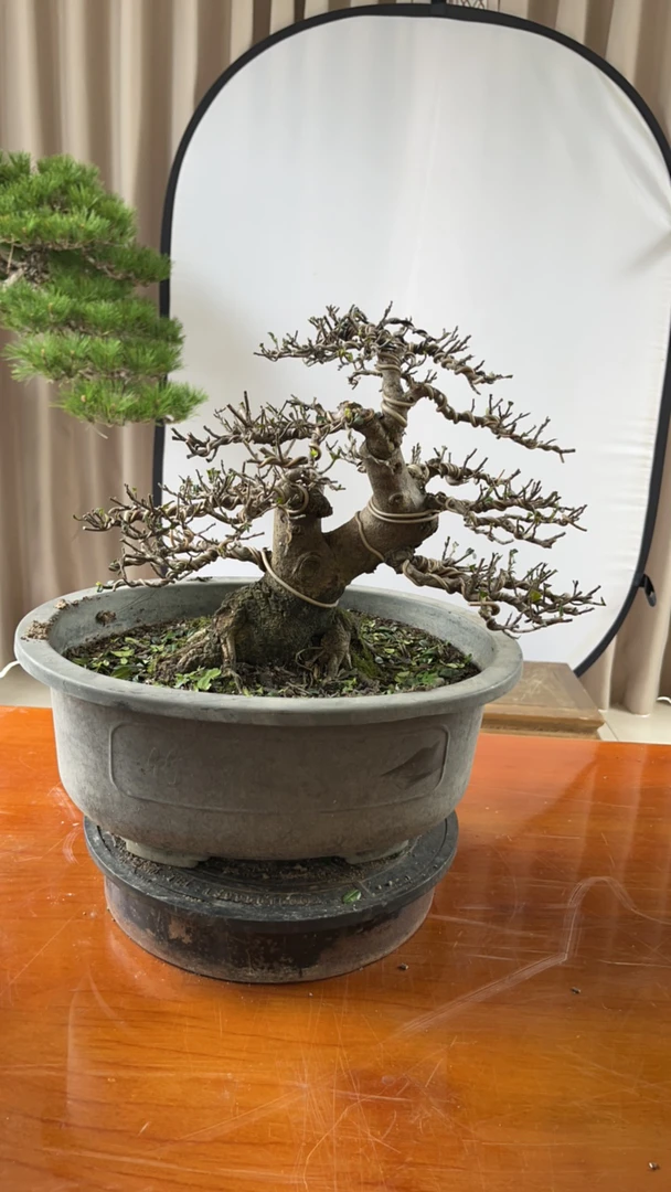 台湾绿宝石好养老桩