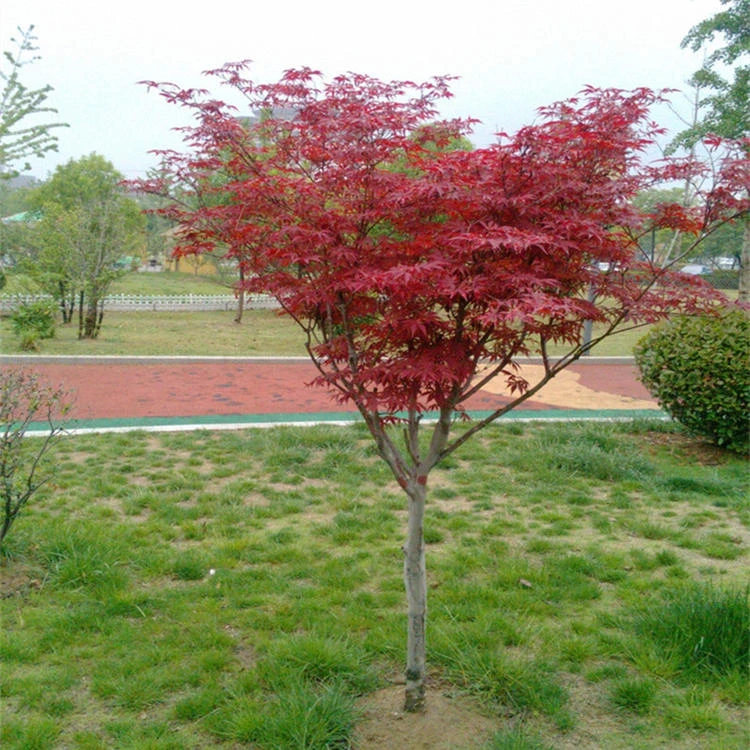 中国红红枫盆景又叫国旗红盆栽地栽都可以新店开播放福利一物一拍