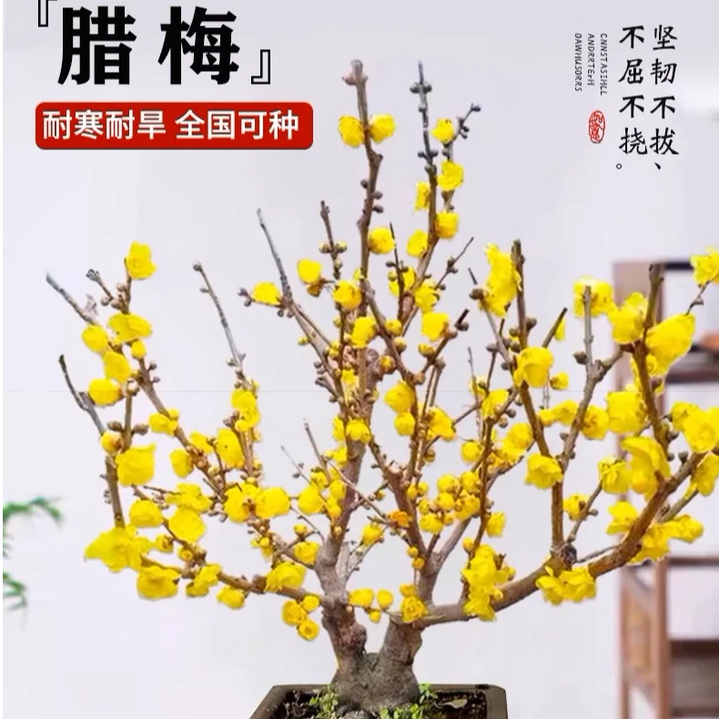 腊梅花 树桩型  棒棒糖型的各种规格直播间一物一拍