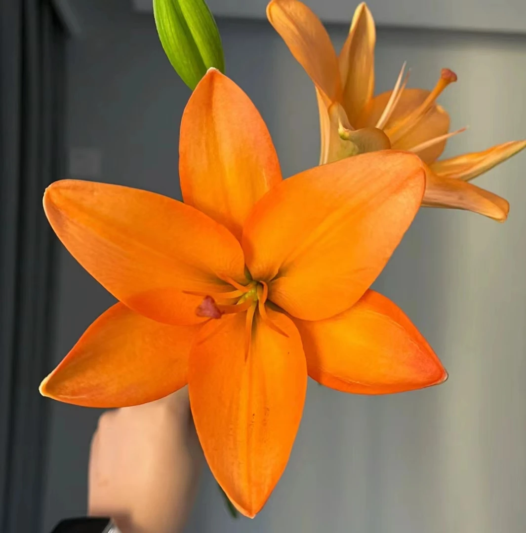 婵之语优选橙色梦想百合鲜切花