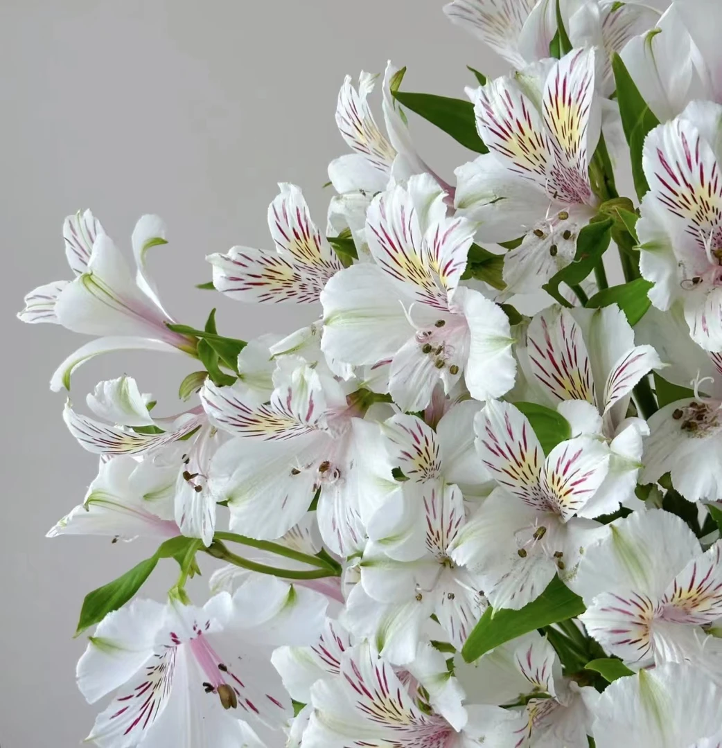婵之语优选紫白色六初花水仙百合