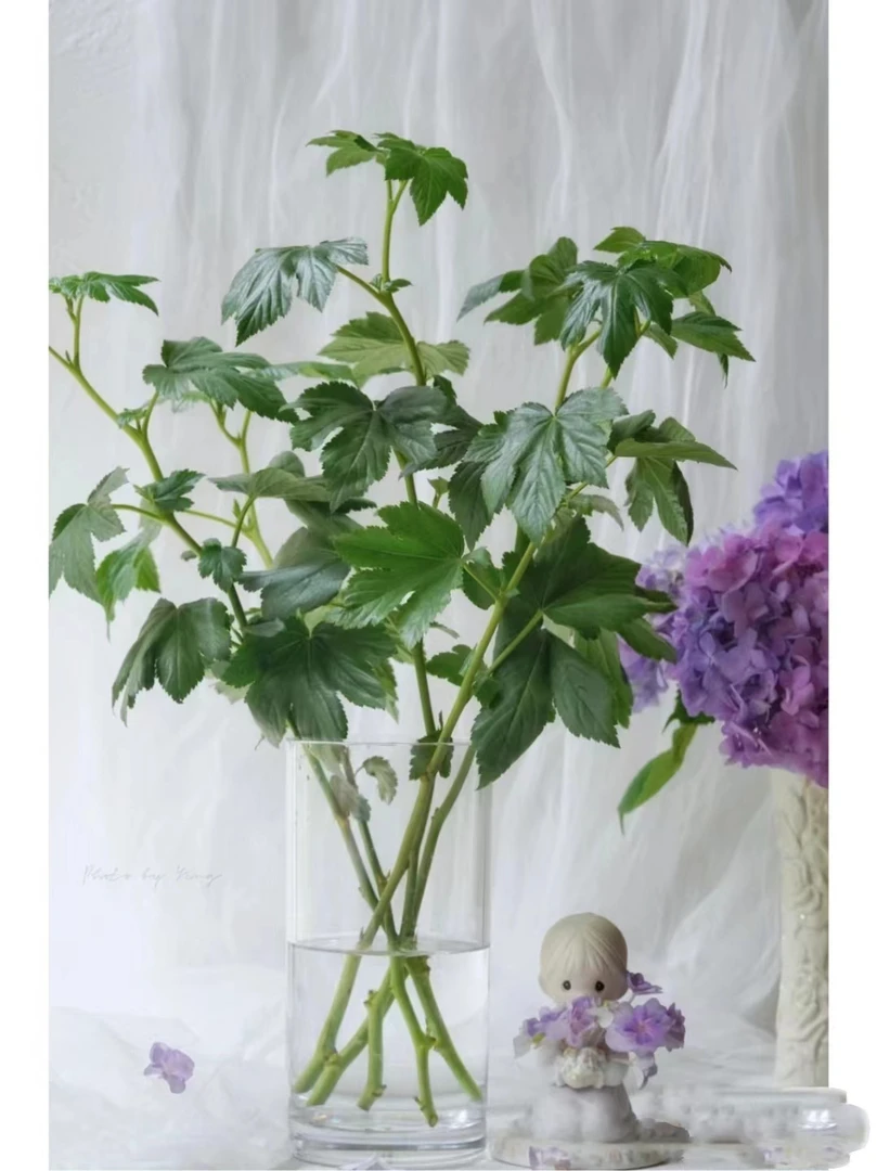 夏日清凉色绿枫叶小众叶材鲜切花