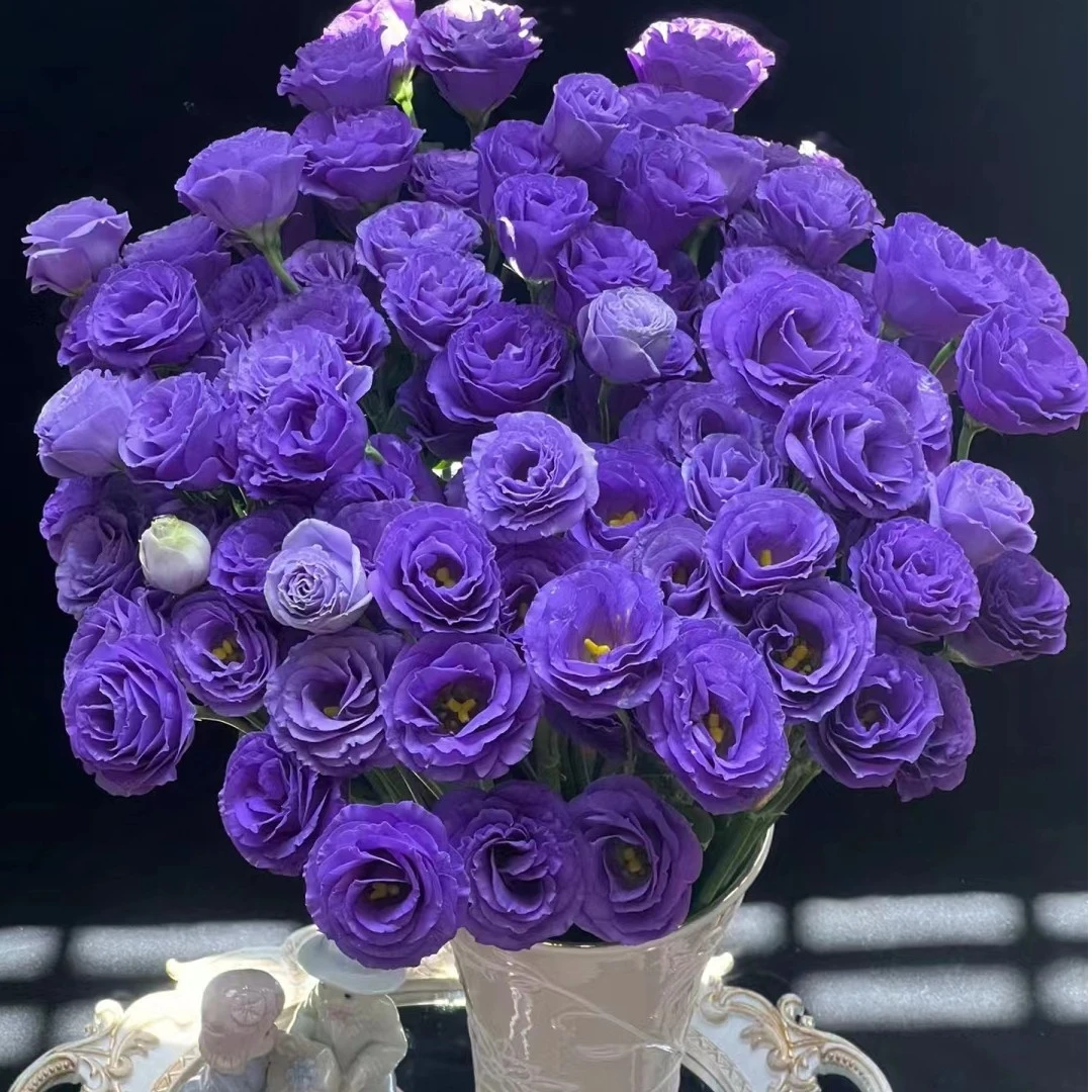 极光紫洋桔梗 紫色桔梗花高端深色花苞多