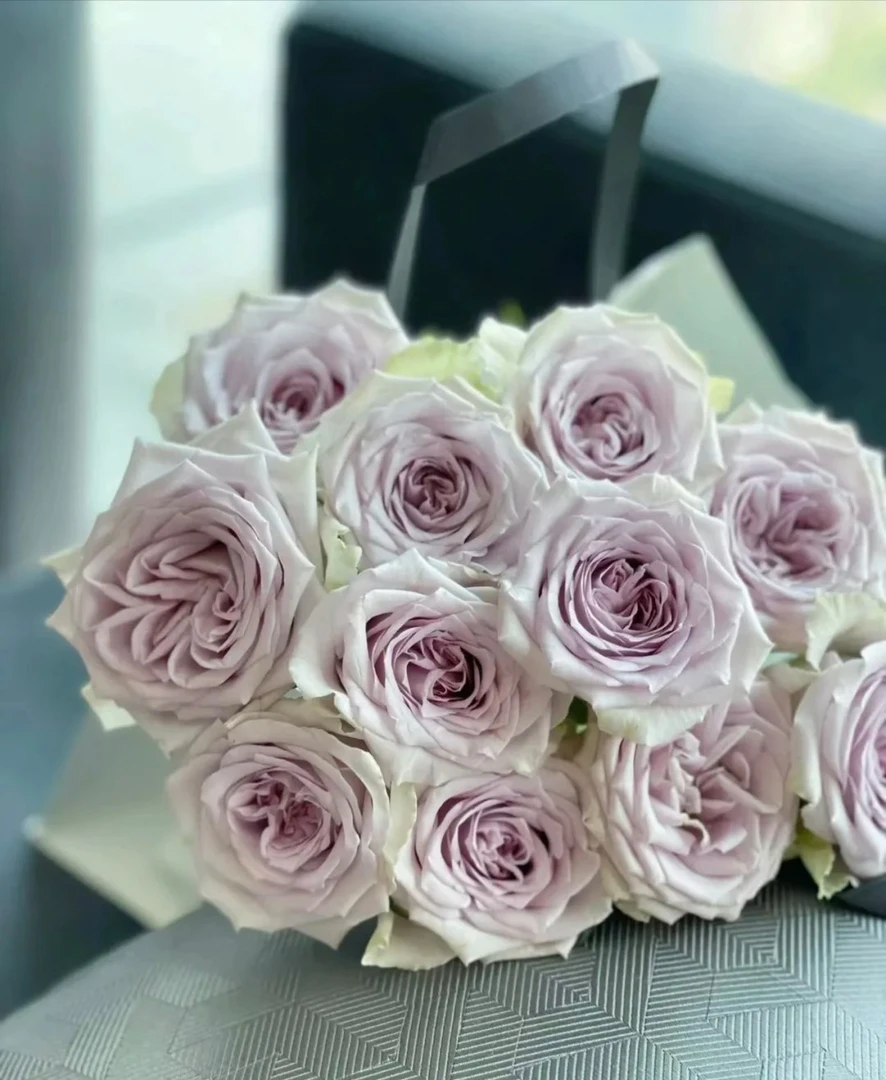 婵之语优选海洋之心玫瑰