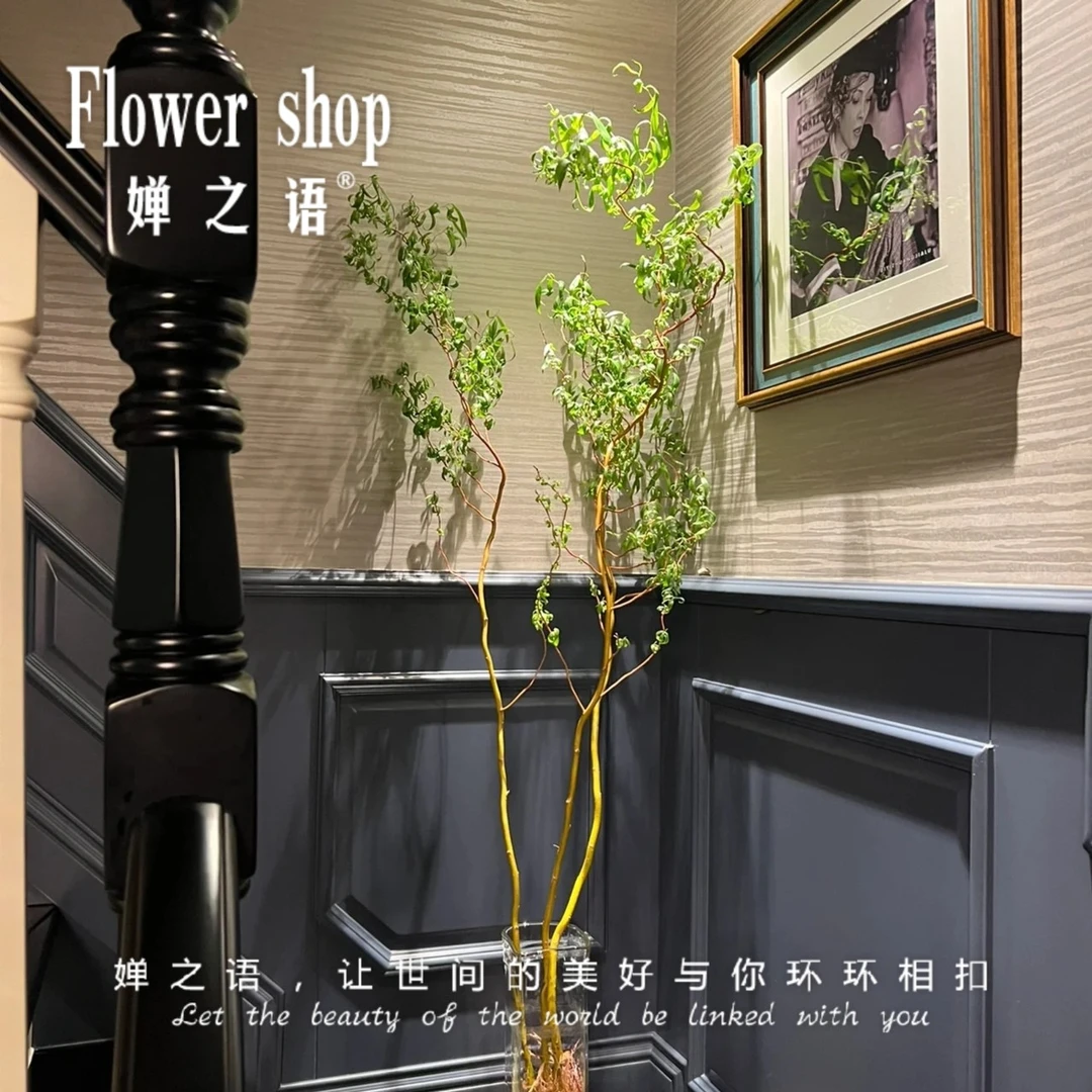 婵之语优选国产黄金龙柳鲜切花