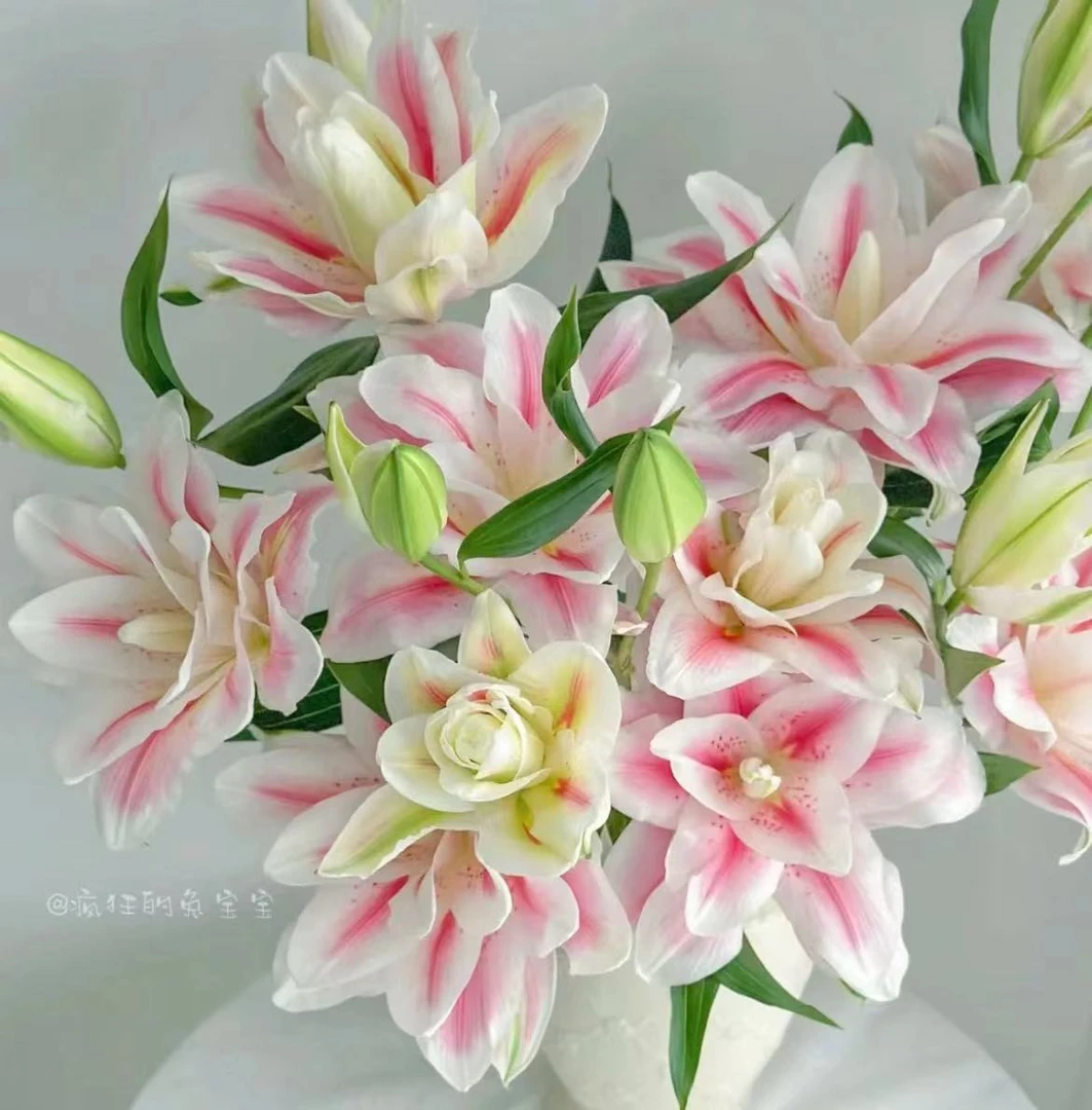 稀有火星之约重瓣百合鲜切花