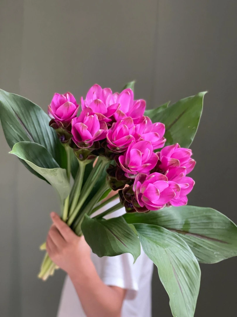 夏日限定花材清新花材姜荷花鲜切花