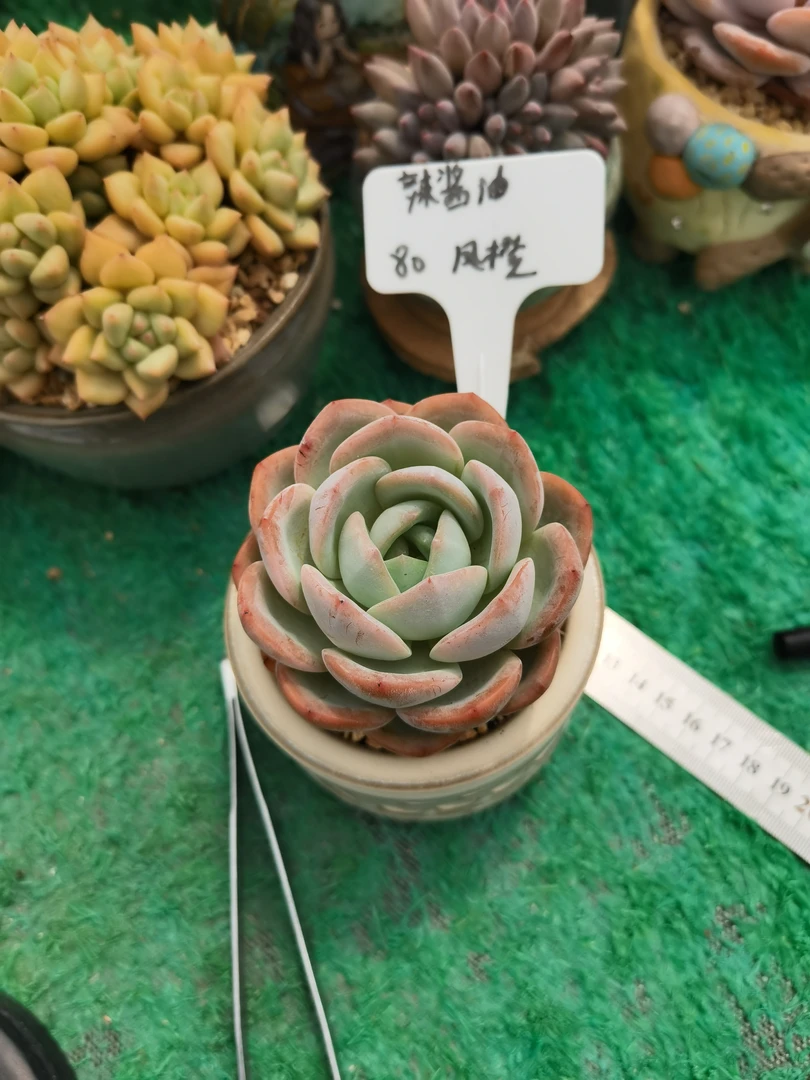 小白龙多肉 新力创意红象牙 发货一物一拍