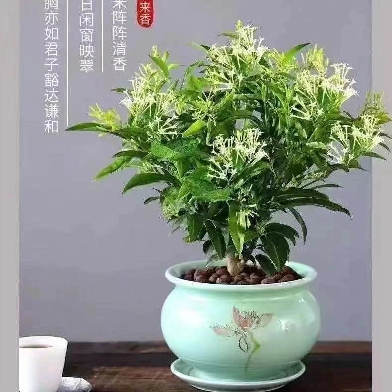 夜来香花卉绿植盆栽阳台庭院夏季开花驱蚊植物浓香型花卉好养易活
