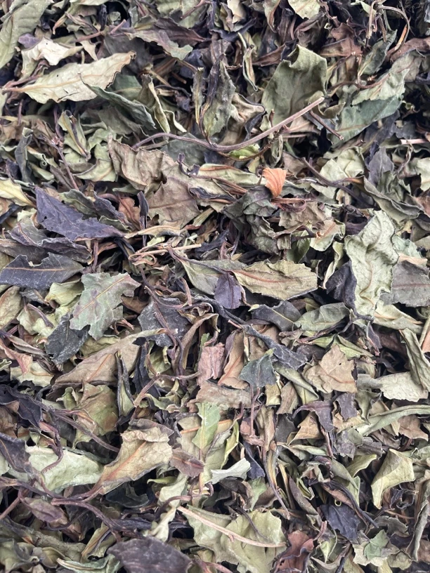 【星火茶叶】云南腾冲2024野生白茶