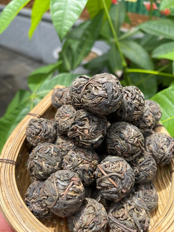 8.25云南腾冲水磨房一2023年400年【土司小叶贡】古树单株生普龙珠