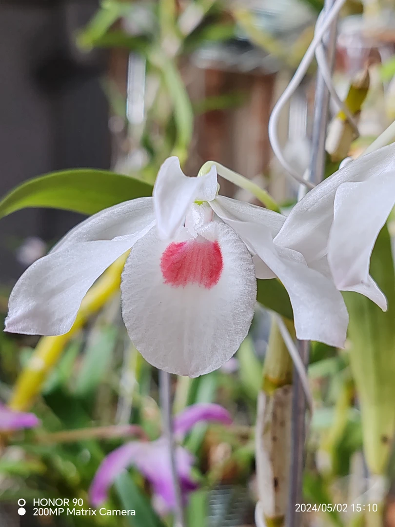 半白金钗，实物拍摄