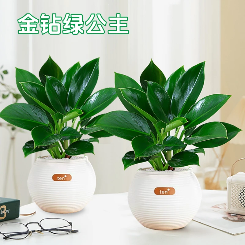 【买一送一】金钻带球盆水培小棵植物室内桌面盆栽净化空气绿植四季