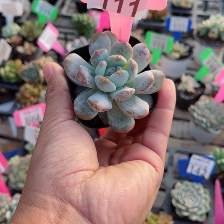 111橙梦露石化多肉植物锦
