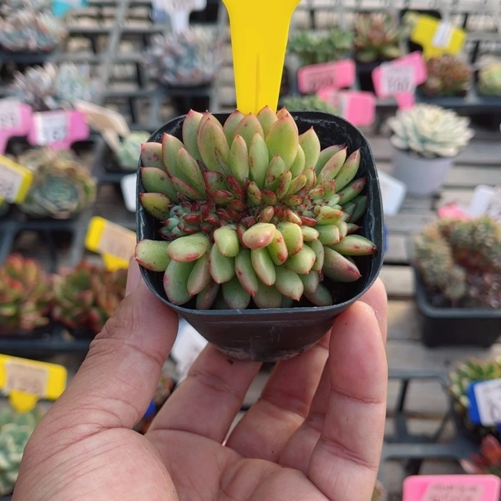 128罗杰安娜缀化多肉植物