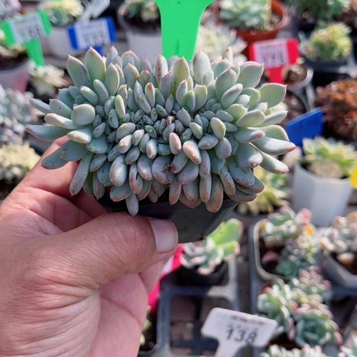 054玛瑙缀化多肉植物锦