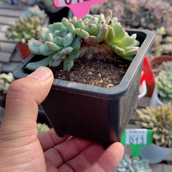 012白胖子缀化多肉植物锦