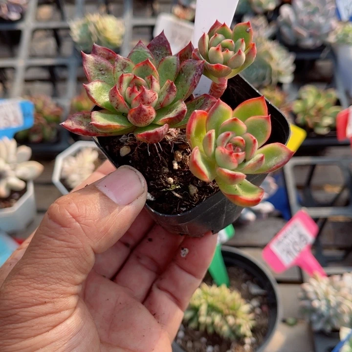 005保利安娜小多肉植物