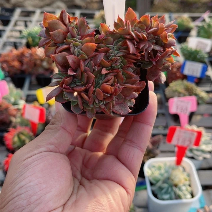 024大红袍缀化多肉植物