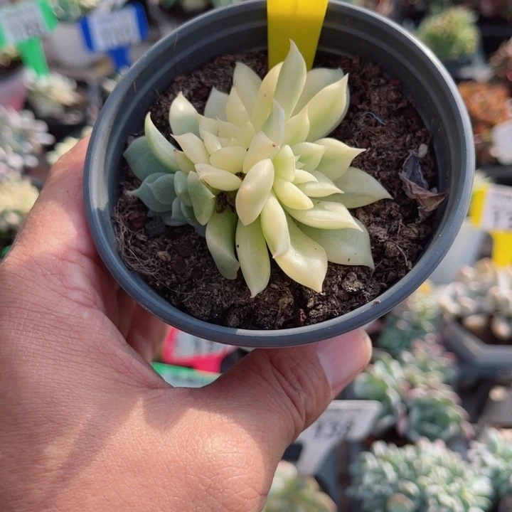 104玫瑰夫人锦多肉植物