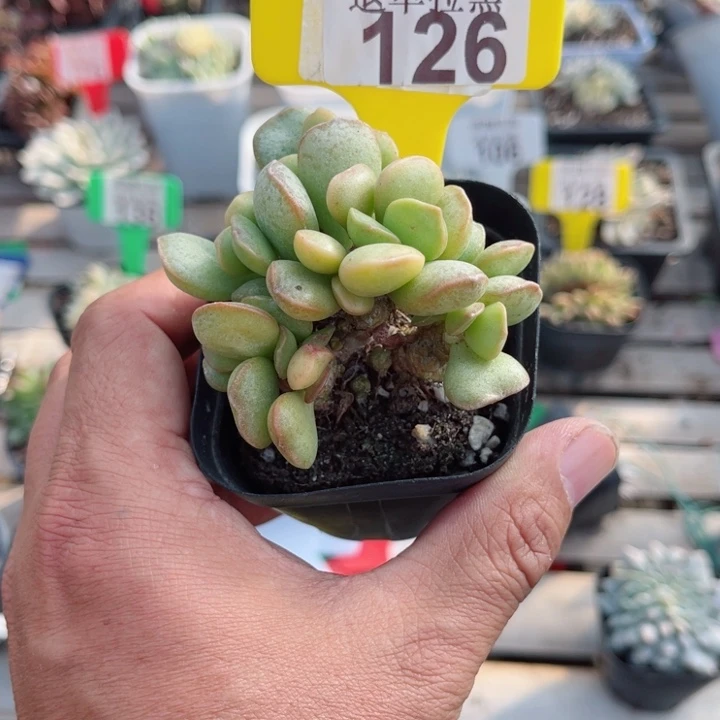 126掉叶子不管的多肉
