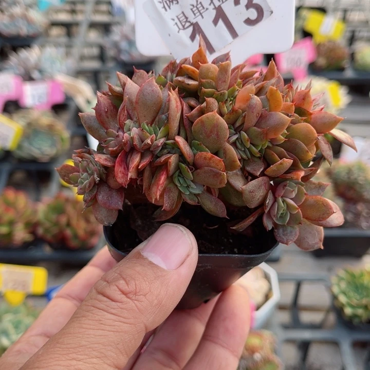 113大红袍缀化多肉植物