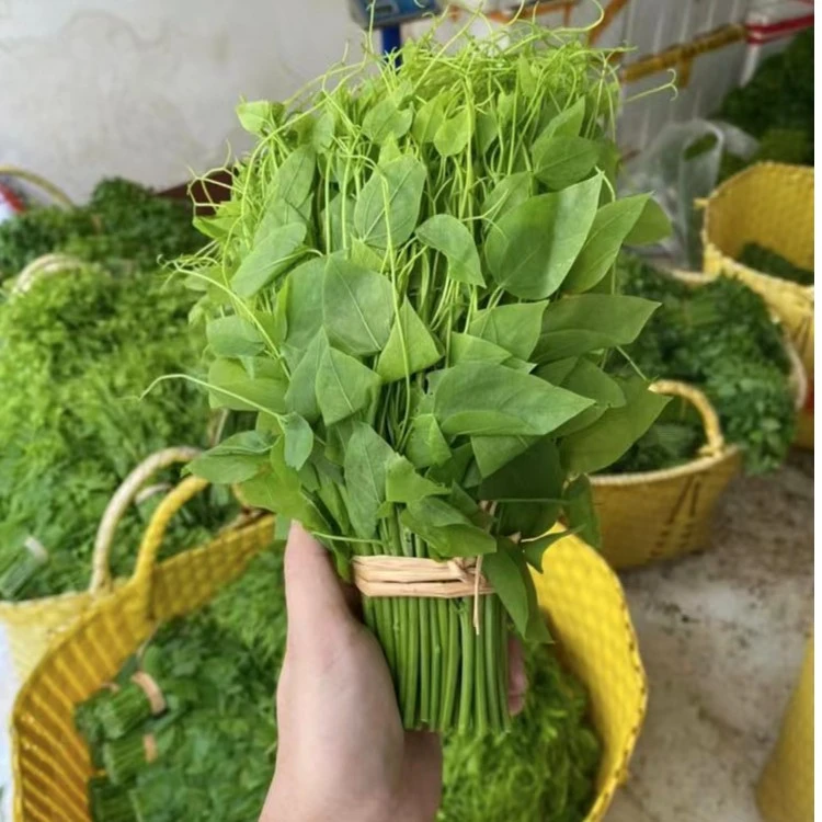 广西新鲜赤苍藤酒店特色菜山野菜姑娘菜辣木苗菜包邮