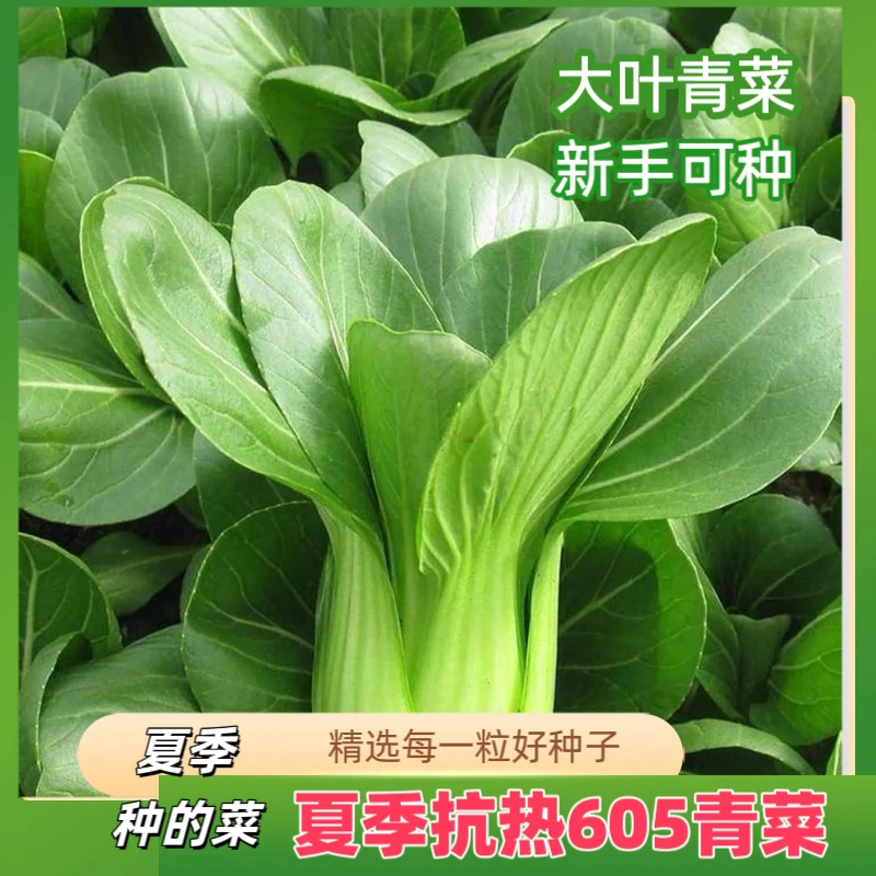 绿娜青梗菜抗热605青菜种子  夏季耐热阳台蔬菜