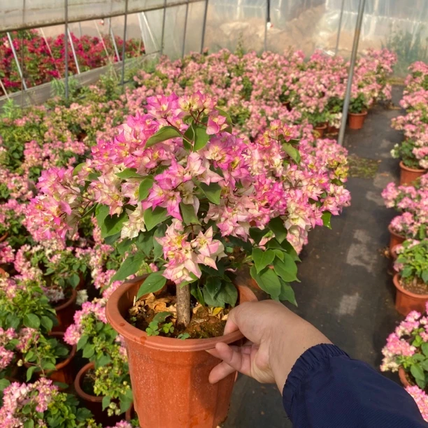 【贰店】三角梅彩花28.8基地直销掉花落叶实属正常介意慎拍