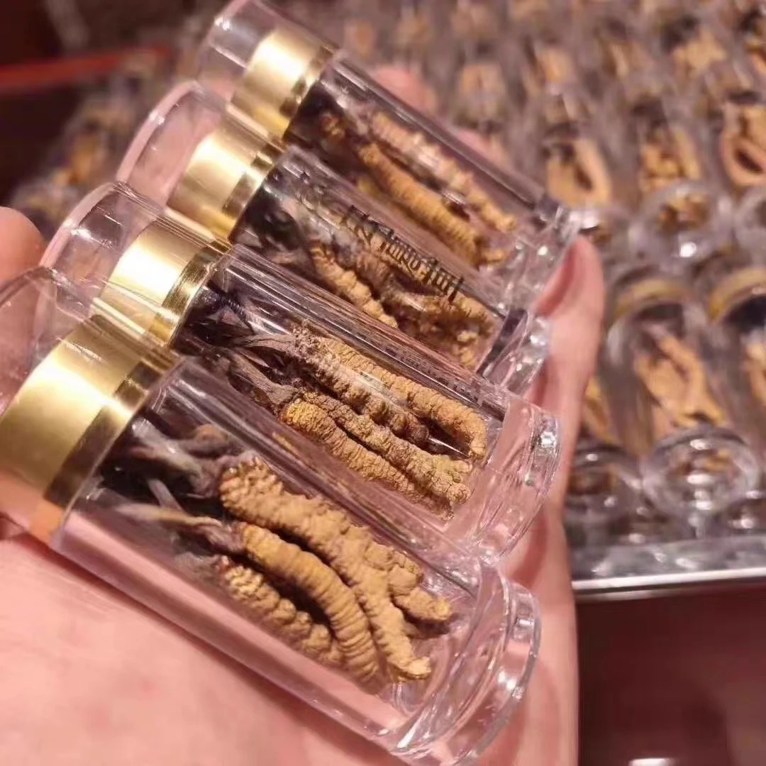 小条虫草自吃自用2024正宗藏区高海拔虫草头期干货滋补泡酒