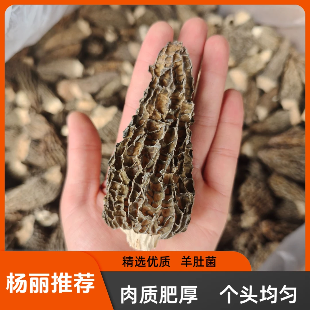 羊肚菌  头茬新货 大别山林下防野种植  净重100克