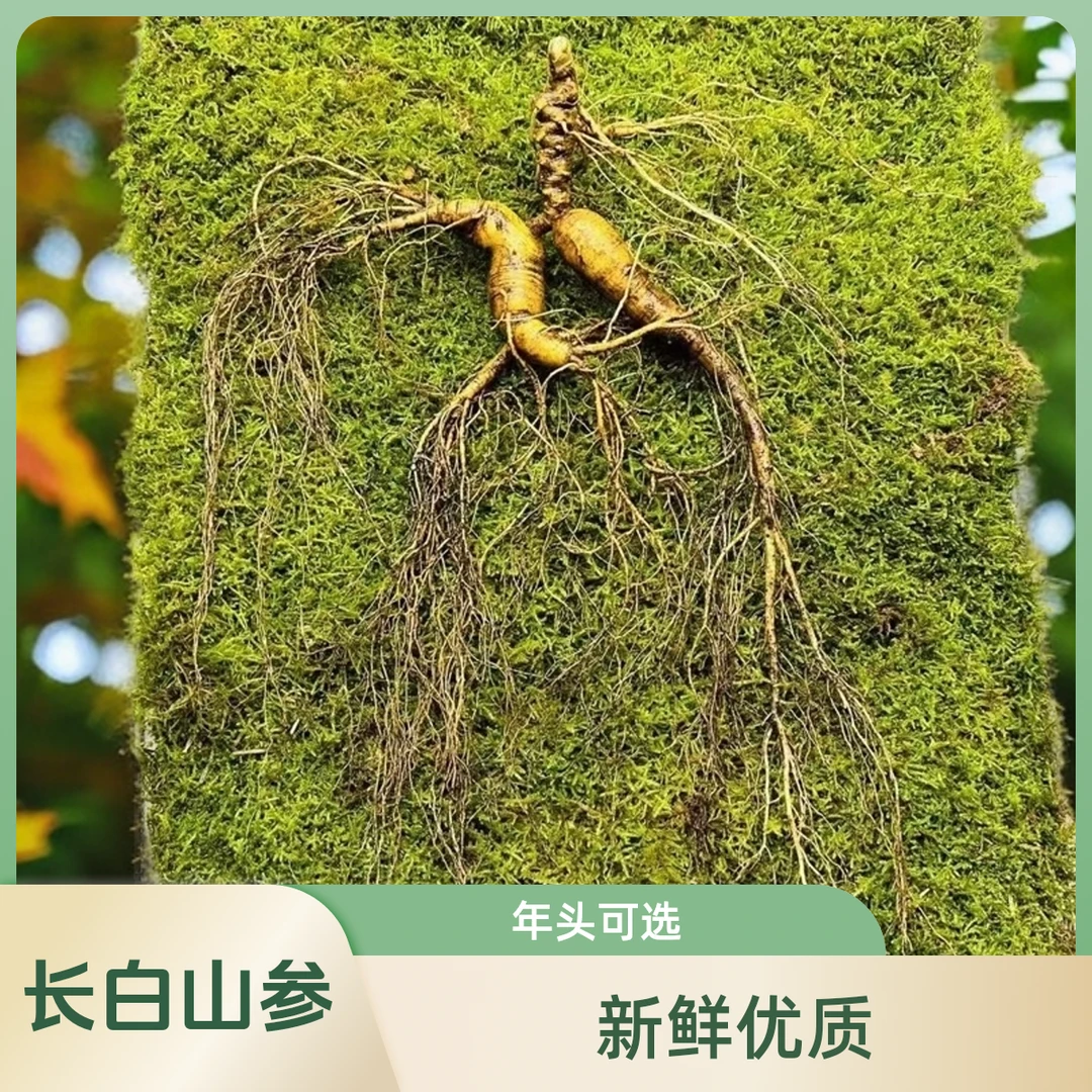 长白山清洗新鲜人参高年头野山参林下参煲汤泡酒食用直播专用链接