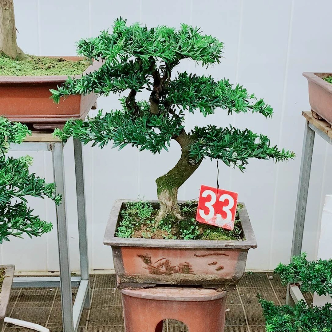 绿植盆栽一物一拍