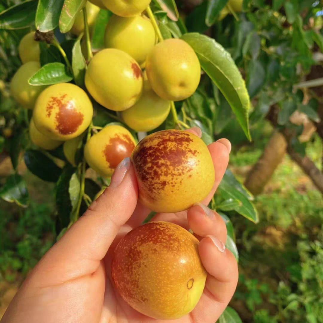 枣树活苗嫁接冬枣地栽果树果苗当年结果北方南方大枣超甜特大庭院