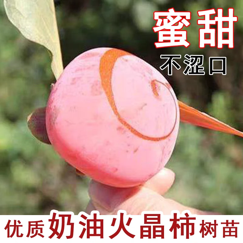 正宗嫁接奶油柿子树苗软糯香甜  柿子树苗耐寒盆栽地栽南北方种植