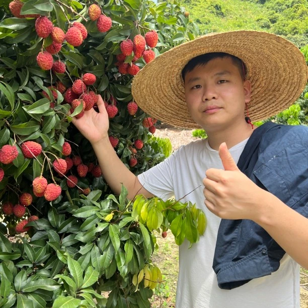 【阿良甄选】广东增城仙村仙进奉荔枝3/5斤装顺丰包邮