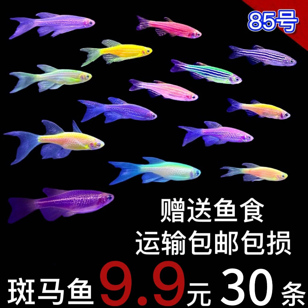 大号糖果斑马鱼热带观赏鱼科鱼七彩斑马鱼小型冷水金鱼苗淡水好养